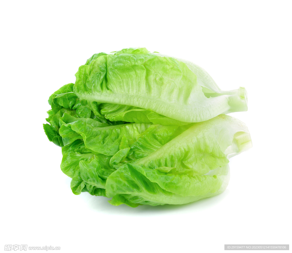 生菜