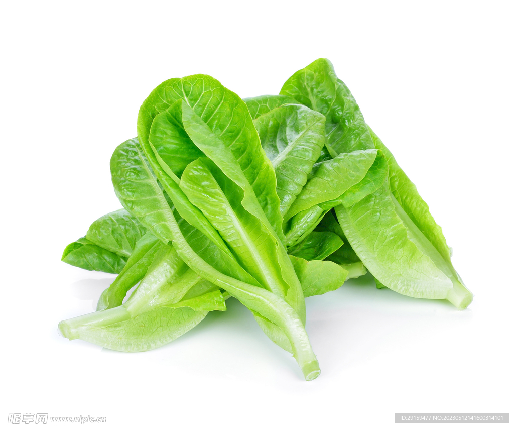 生菜