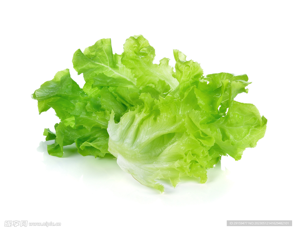 生菜