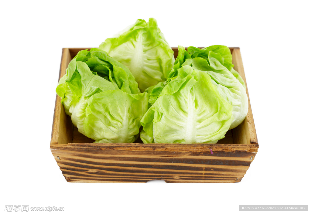 生菜