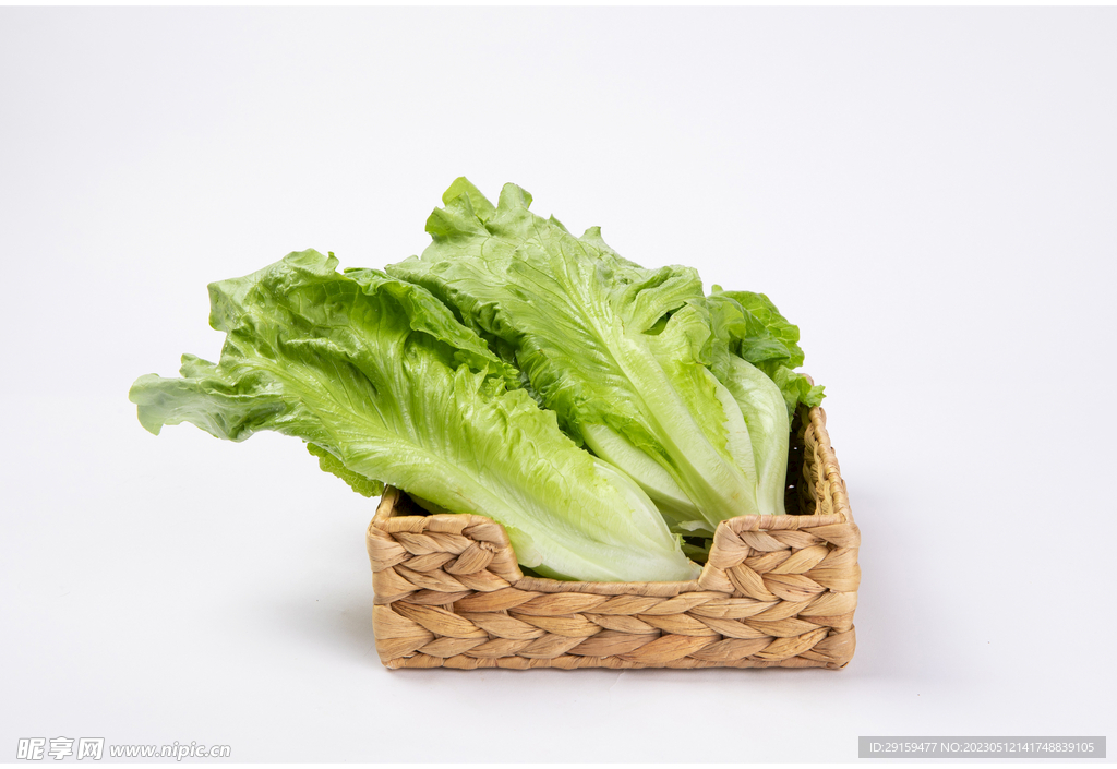 生菜