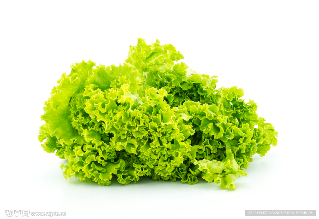 生菜