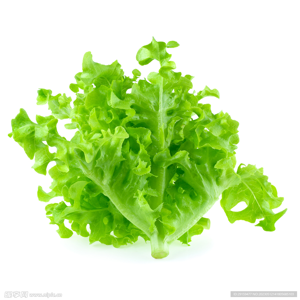 生菜