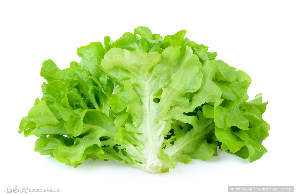 生菜