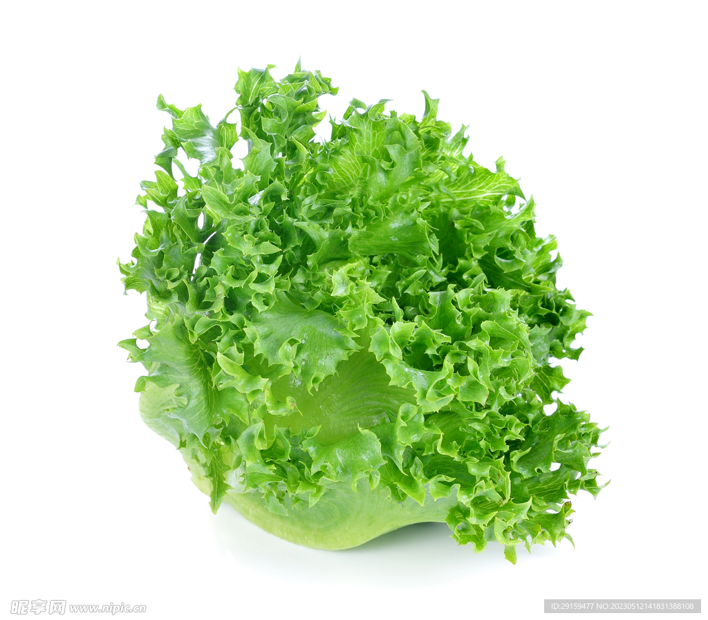 生菜