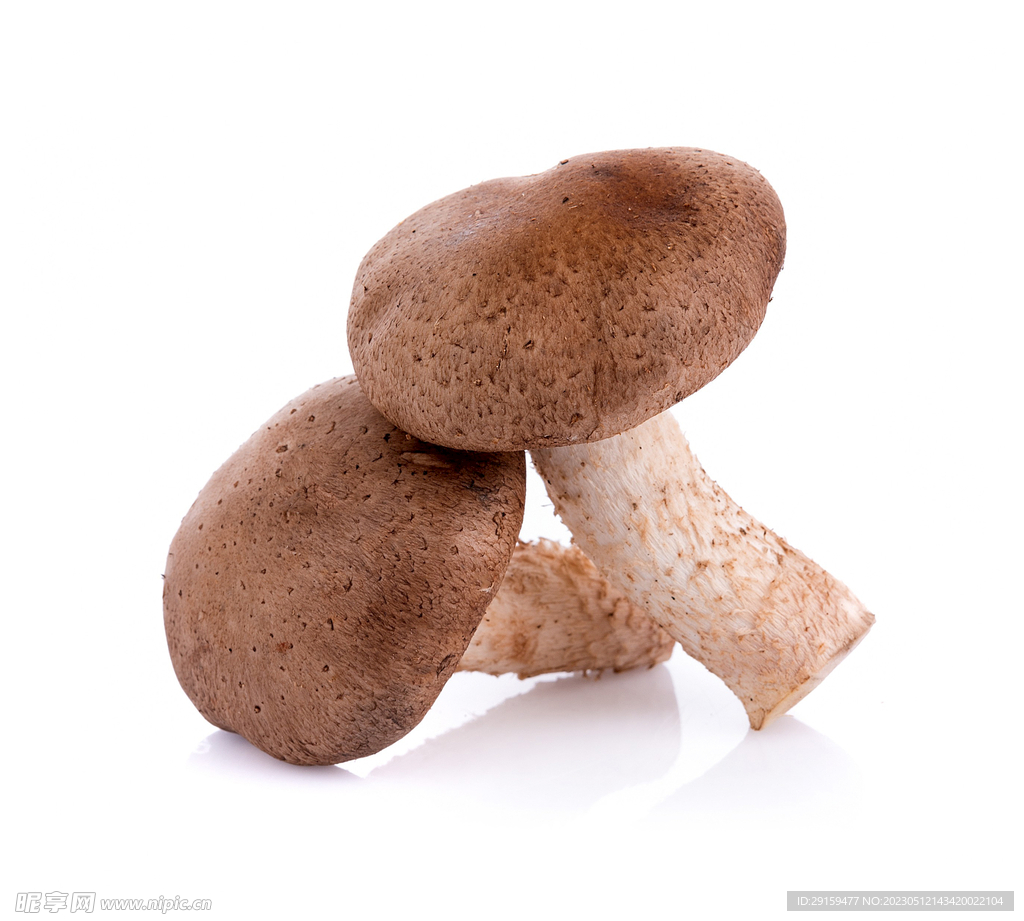 白底两颗花香菇切开蘑菇蘑菇菌类菌菇花香菇图片免费下载 - 觅知网