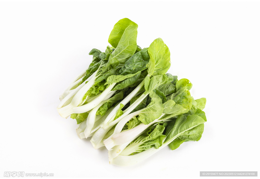 洋白菜