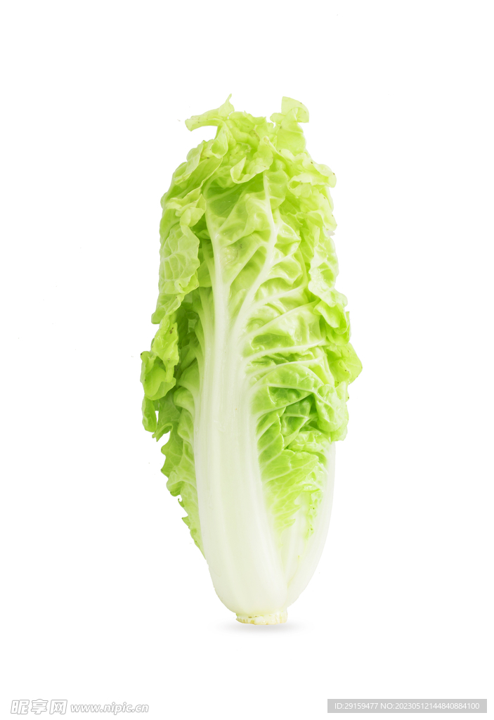 白菜 