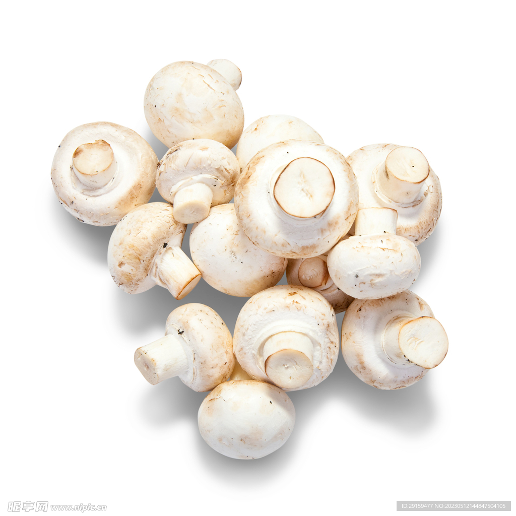 白蘑菇 蘑菇 秋季 - Pixabay上的免费照片 - Pixabay