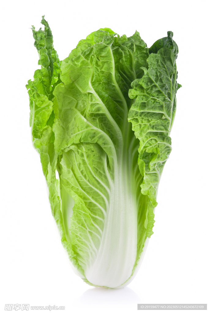 白菜