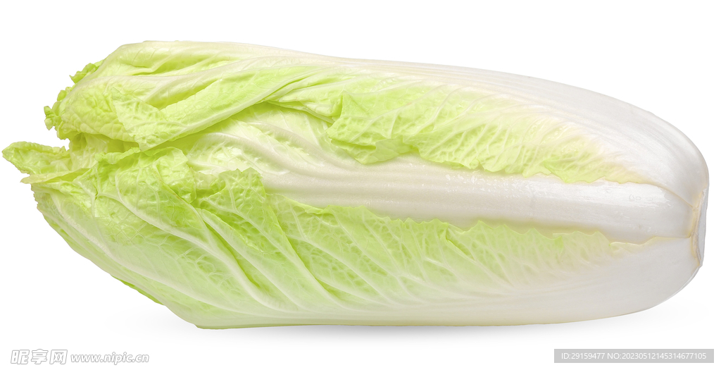 大白菜