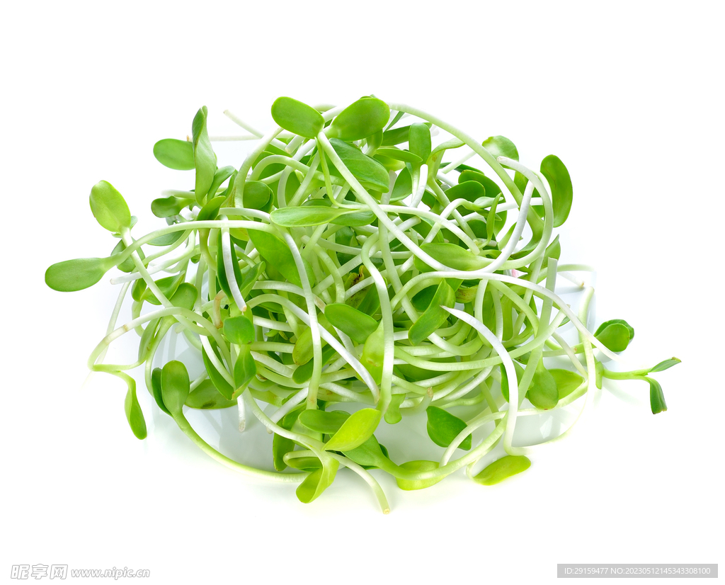 豆芽