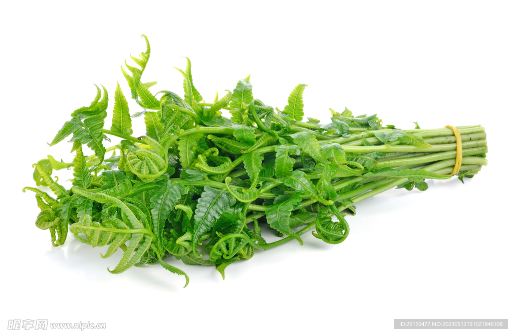 蕨菜