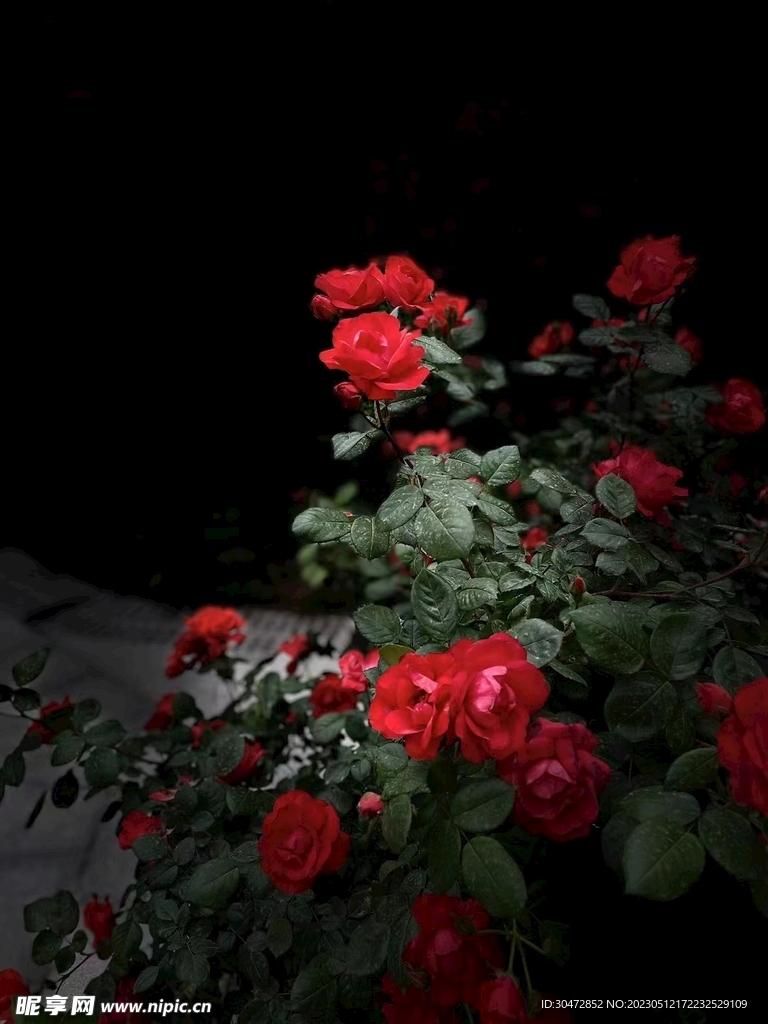 月季花