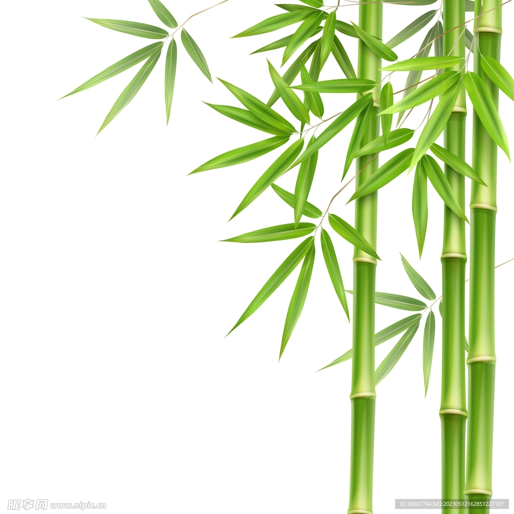 竹子