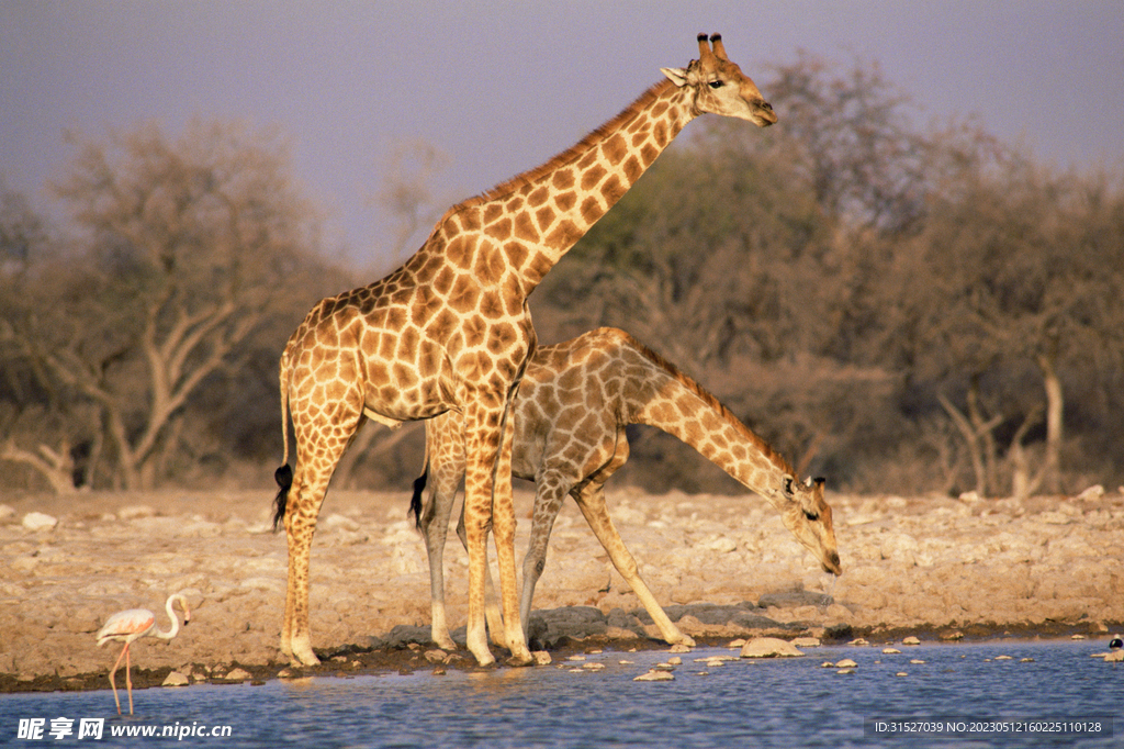 喝水的长颈鹿图片