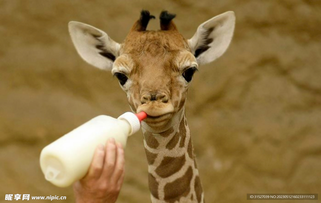 喝奶的小长颈鹿