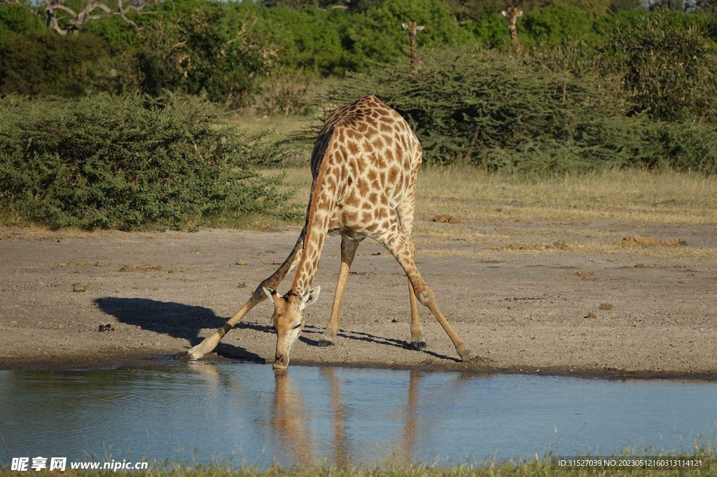 喝水的长颈鹿图片