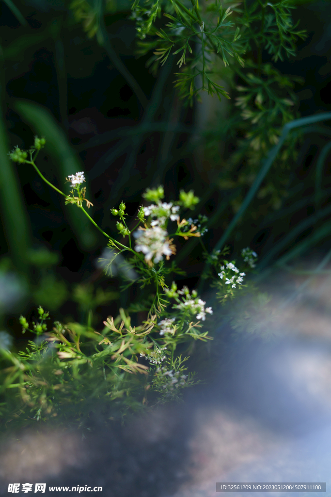 花草风景照