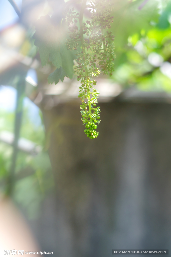 花草风景照