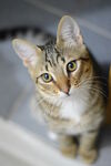 猫咪