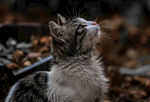 猫咪
