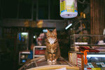 猫咪