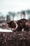 猫咪