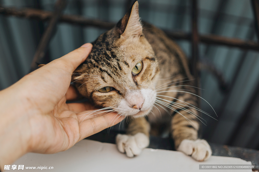 猫