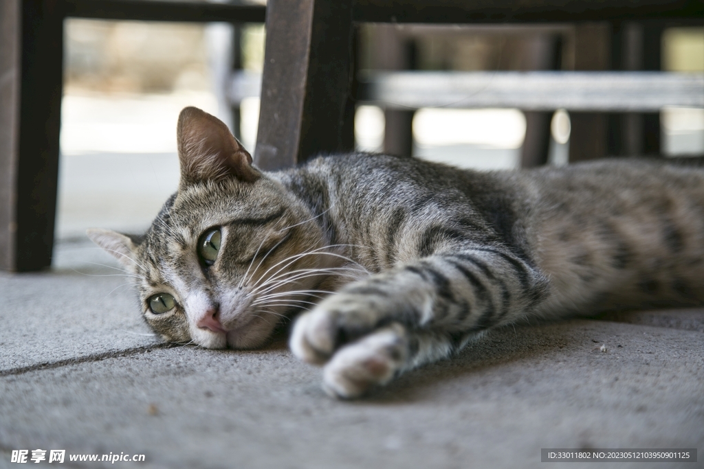 猫
