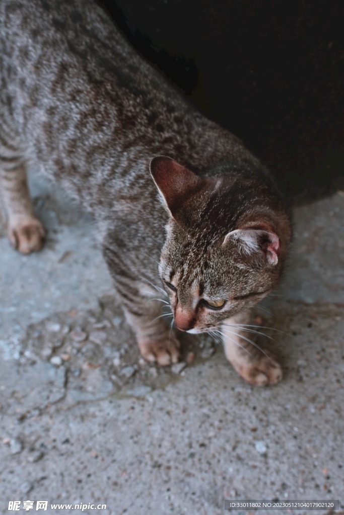 猫