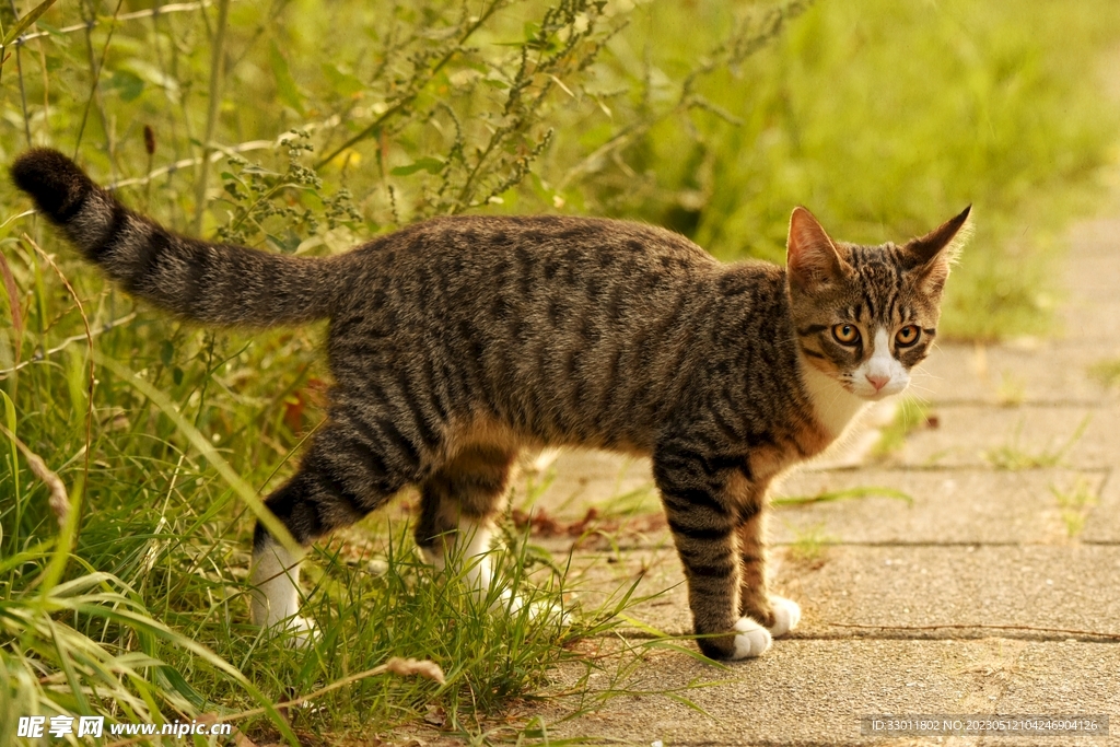 猫
