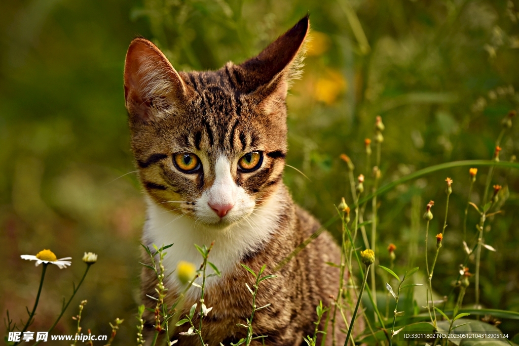 猫