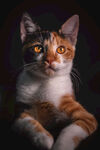 猫