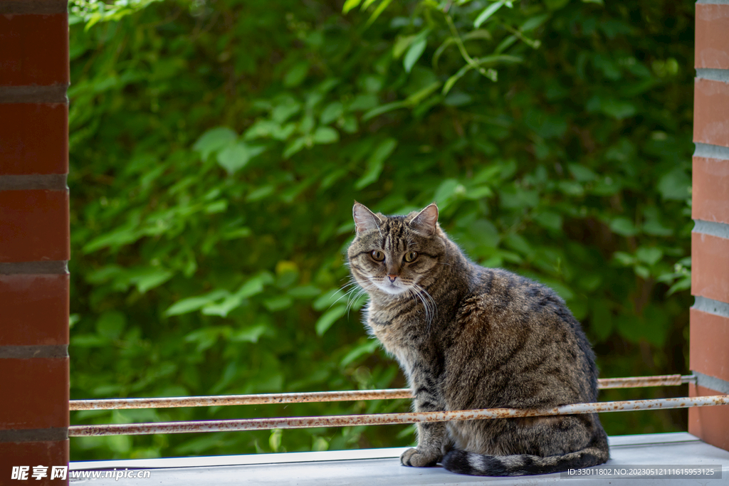 猫