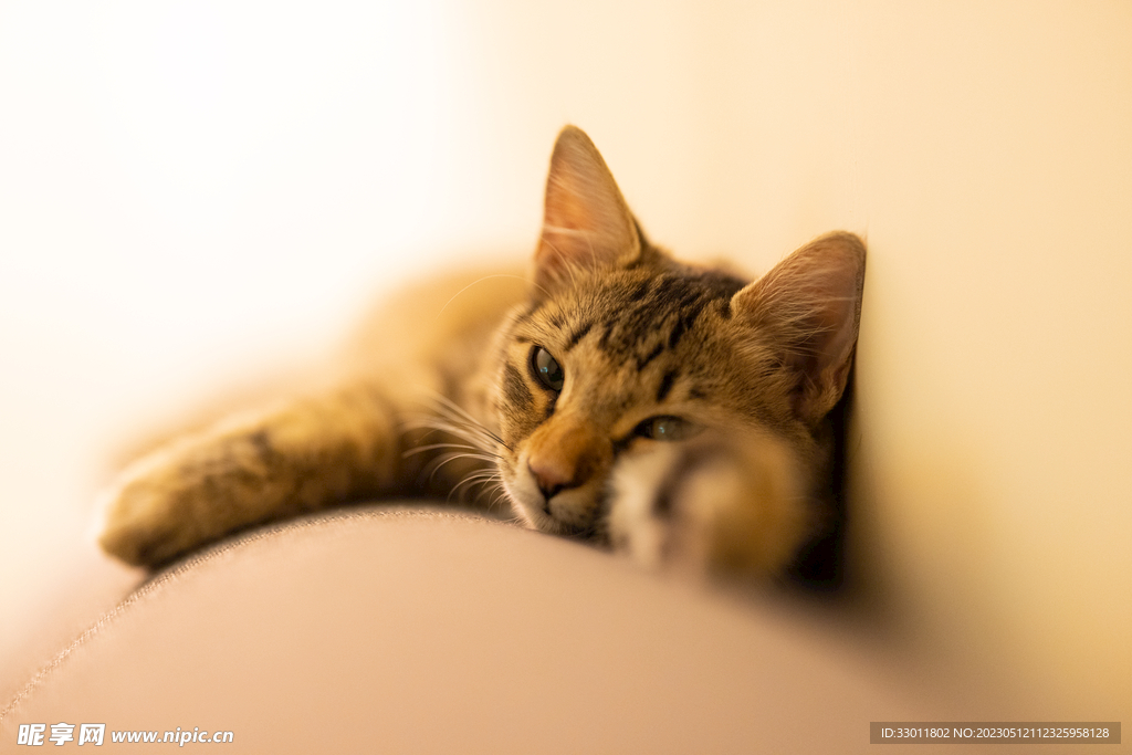 猫