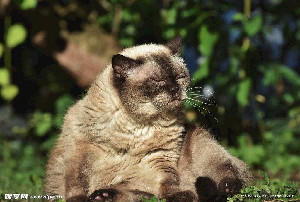 猫