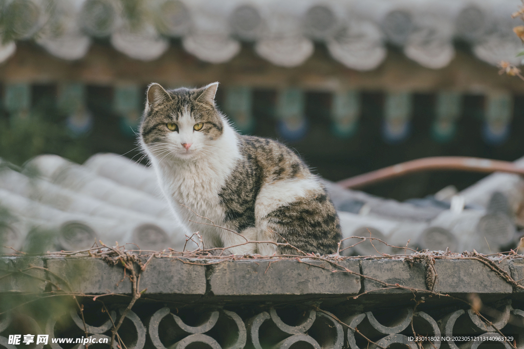 猫