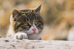 猫