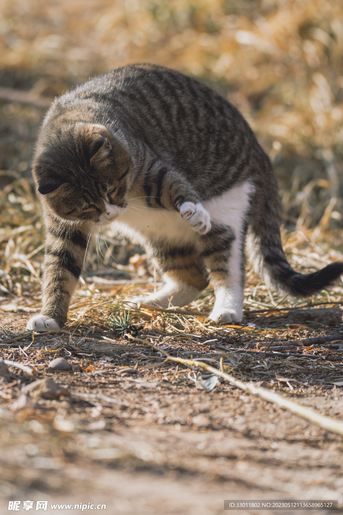 猫