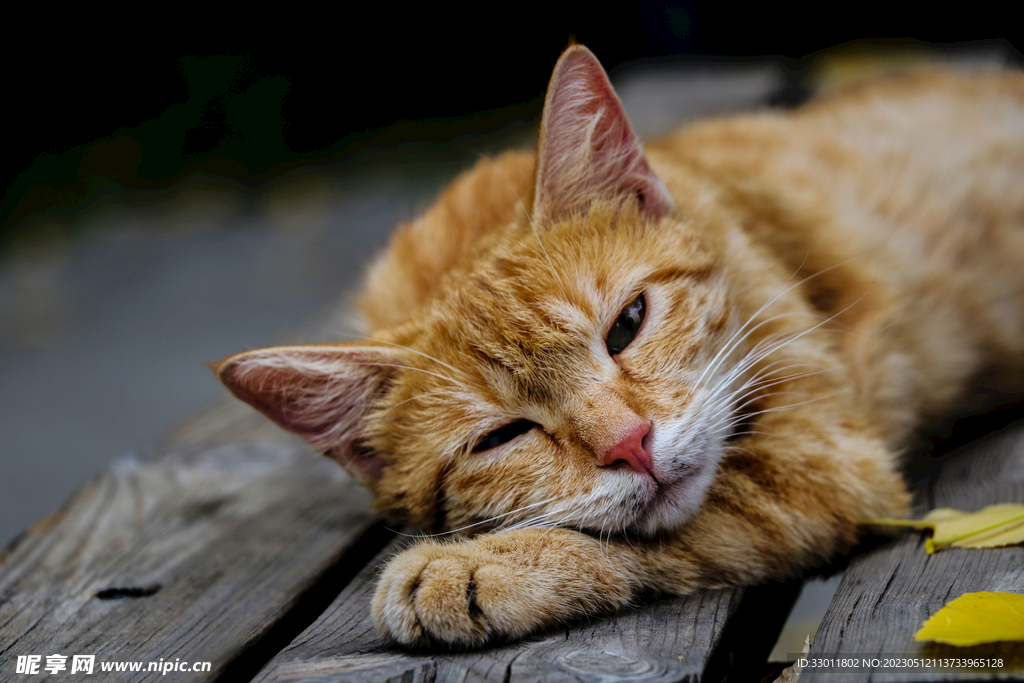 猫