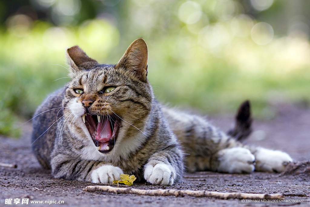 猫
