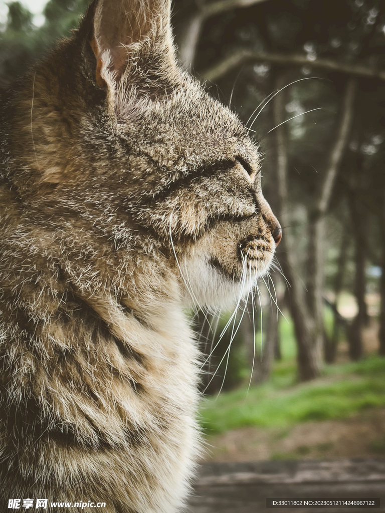 猫