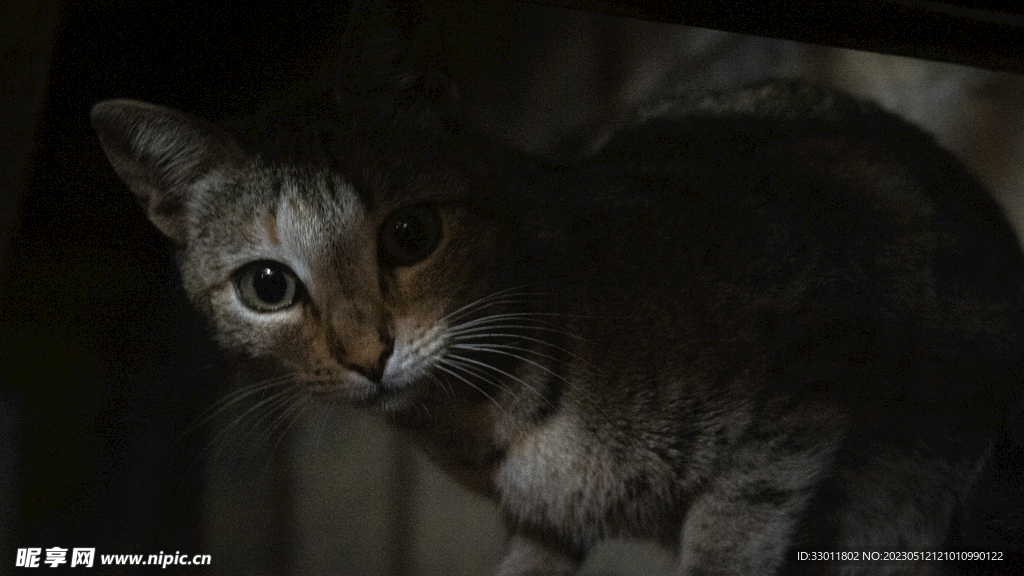 猫