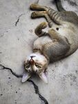 猫