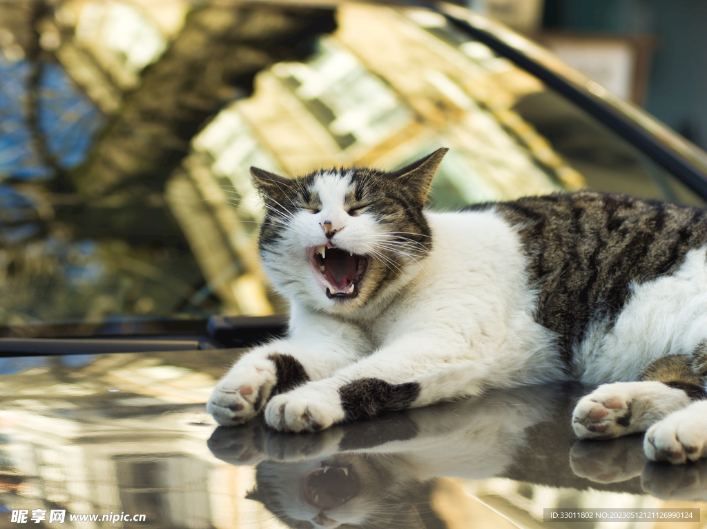 猫