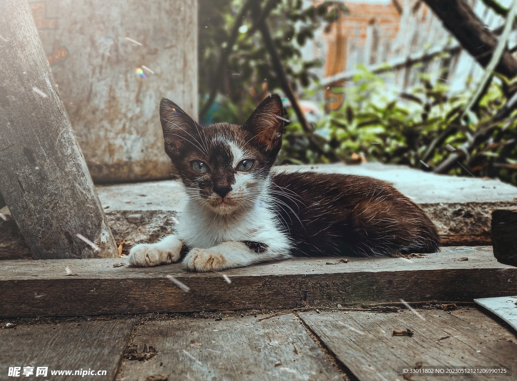 猫