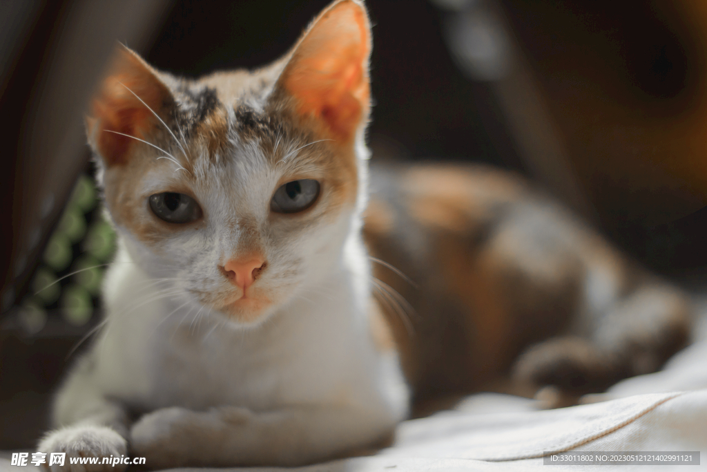 猫