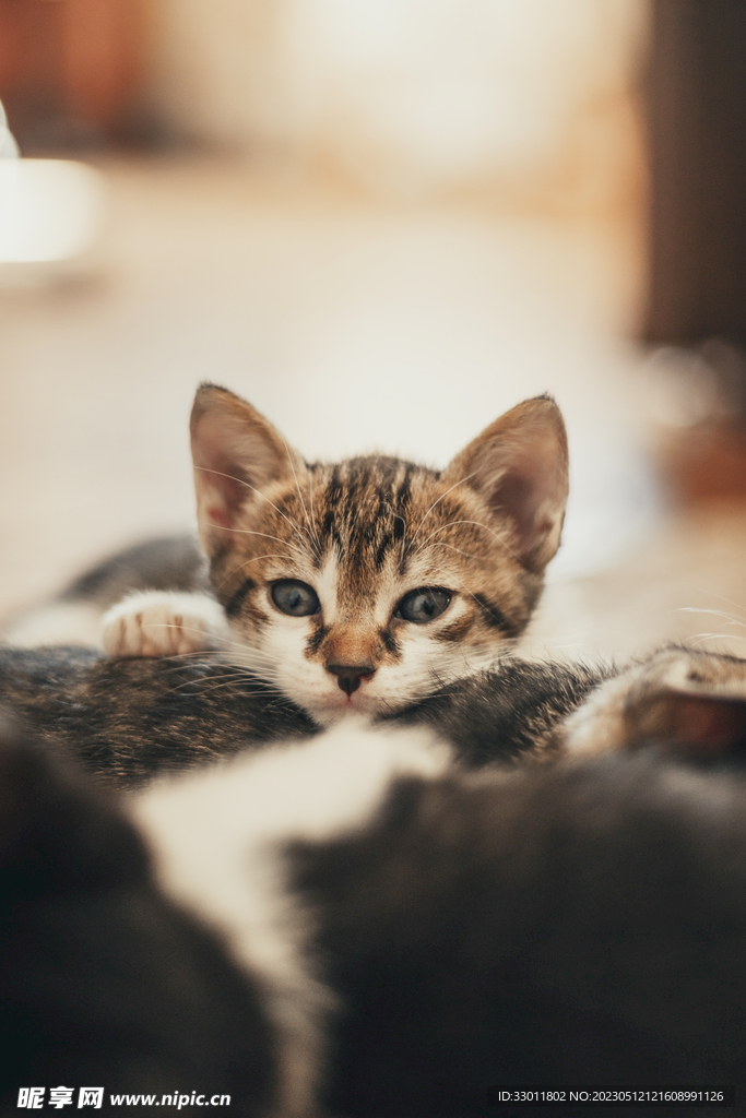 猫
