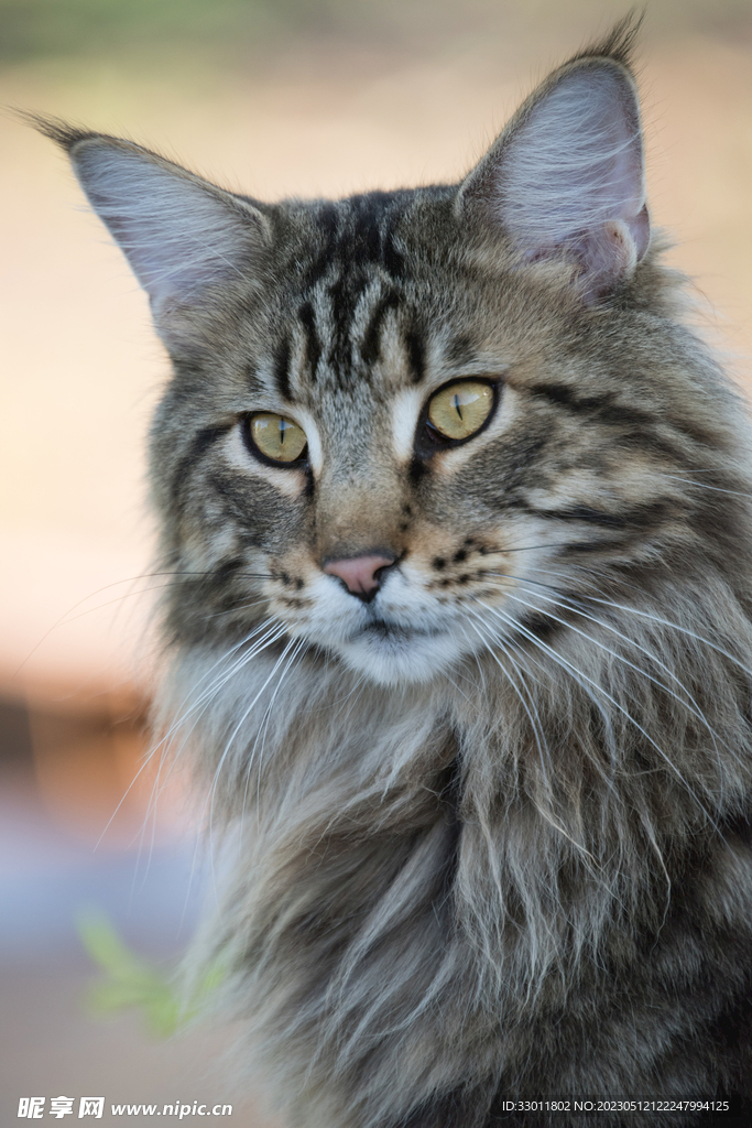 猫